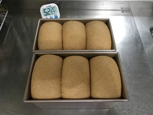 100%纯全麦吐司 制作方法