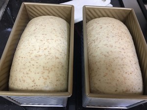 超低卡全麦面包  制作方法