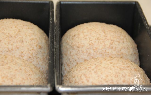 初学者用烤箱做面包?我们做了4款全麦粉占比不同的吐司,到底哪款最适合减脂?