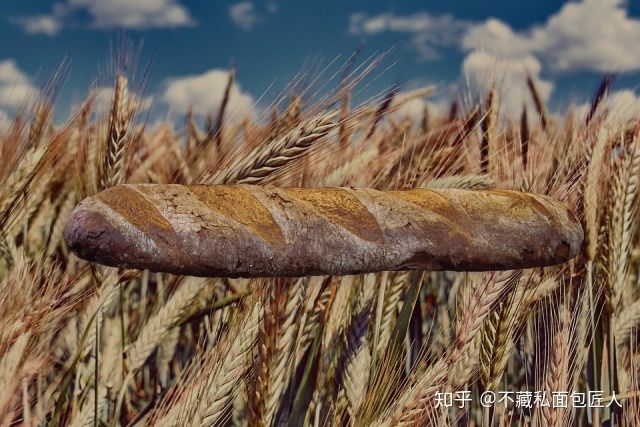 初学者用烤箱做面包?我们做了4款全麦粉占比不同的吐司,到底哪款最适合减脂?