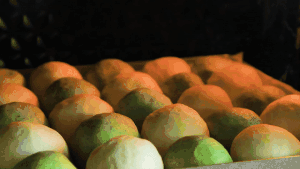 菠菜/牛奶小餐包 制作方法