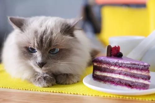猫吃了人吃的奶油蛋糕,会怎样?