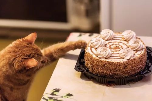 猫吃了人吃的奶油蛋糕,会怎样?