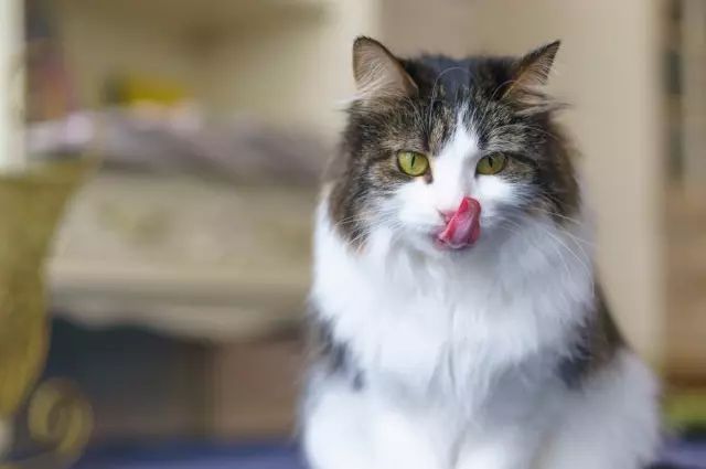 猫吃了人吃的奶油蛋糕,会怎样?