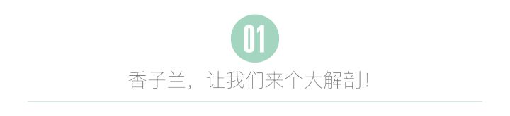 香草豆荚到底该怎么充分利用?