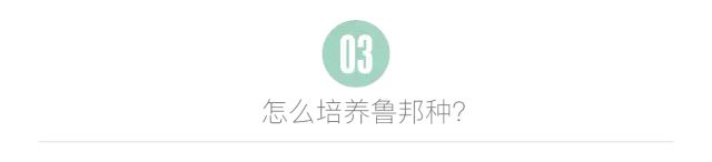 面包的那些知识,鲁邦种并不神秘,告诉你法国面包独具风味的秘密!