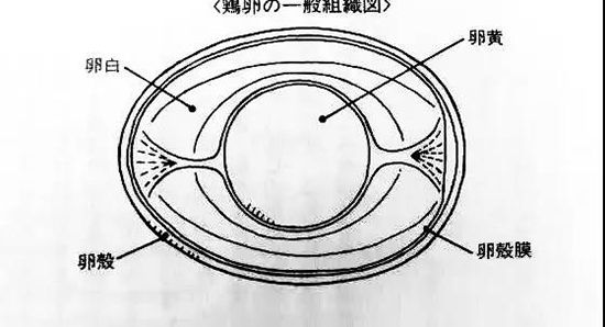 如何用好烘焙使用率99%的这种原料?烘焙鸡蛋如何使用?