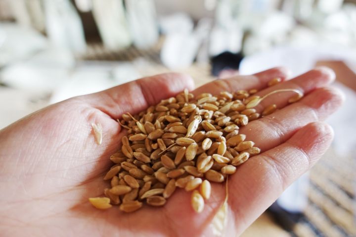 从小麦到面粉，好的面包师到最后，都会去种田.....