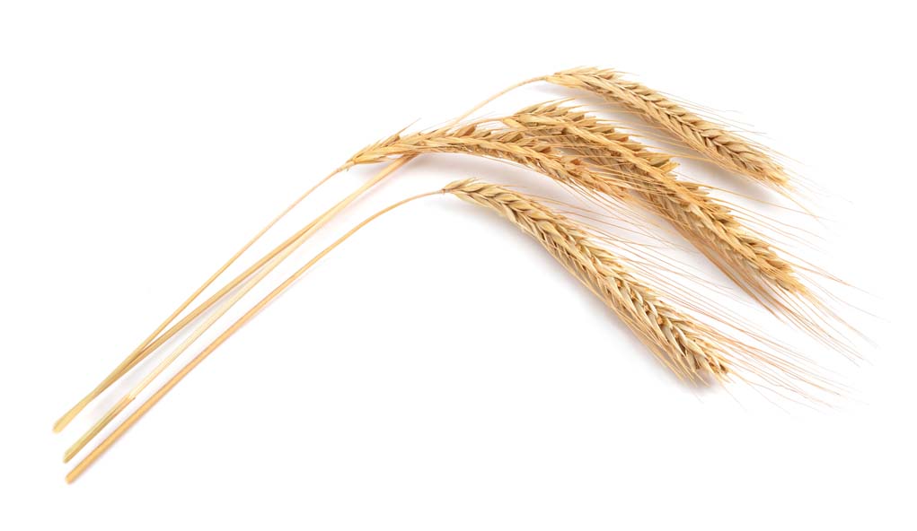 让人混淆的黑麦、裸麦、白裸麦、全裸麦