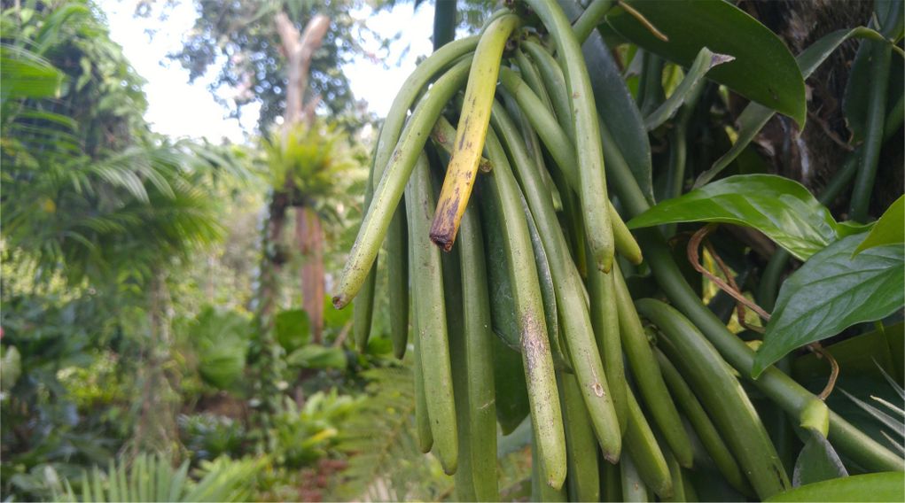 香草豆荚的功效与作用 你认识香草豆荚吗?