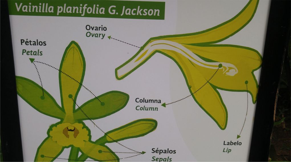 香草豆荚的功效与作用 你认识香草豆荚吗?
