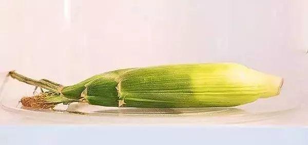 家里有了微波炉却只会简单热菜?太浪费了!其实还能这样做