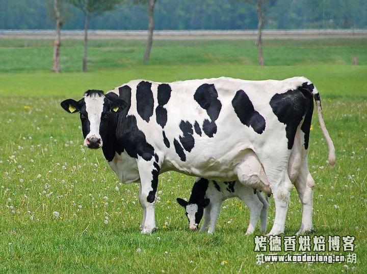你知道黄油是什么吗?黄油能否自己做呢?