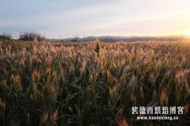 烘焙中,不同的粉有什么口味影响?