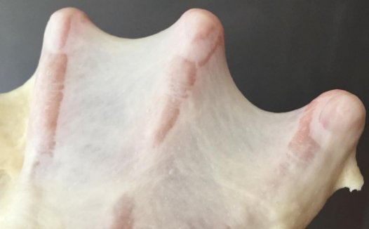 面包机揉面,为什么用面包机揉面不出膜？