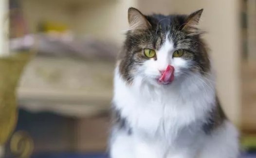 猫吃了人吃的奶油蛋糕，会怎样？